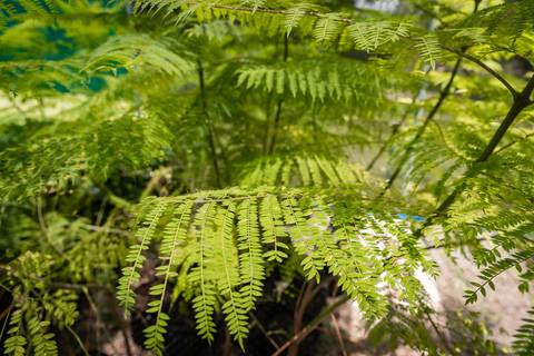 Espécies Cultivadas pela Sereno Paisagismo em seu Viveiro em Cabreúva São Paulo'