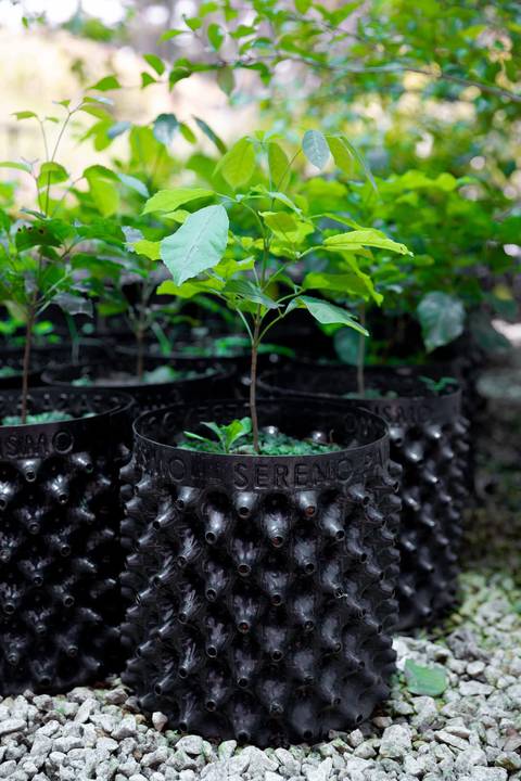 Espécies Cultivadas pela Sereno Paisagismo em seu Viveiro em Cabreúva São Paulo'