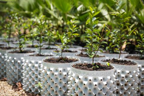 Espécies Cultivadas pela Sereno Paisagismo em seu Viveiro em Cabreúva São Paulo'