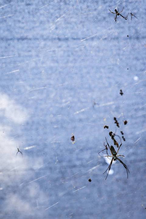 Espécies Cultivadas pela Sereno Paisagismo em seu Viveiro em Cabreúva São Paulo'
