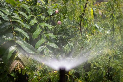 Espécies Cultivadas pela Sereno Paisagismo em seu Viveiro em Cabreúva São PauloEspécies Cultivadas pela Sereno Paisagismo em seu Viveiro em Cabreúva São Paulo'