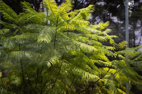 Espécies Cultivadas pela Sereno Paisagismo em seu Viveiro em Cabreúva São Paulo'