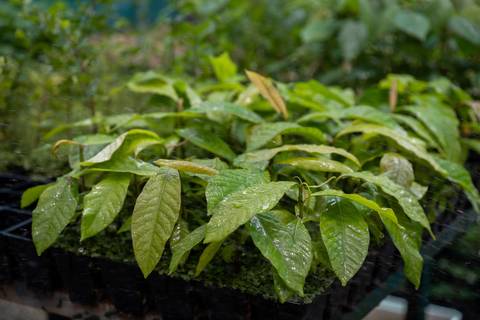 Espécies Cultivadas pela Sereno Paisagismo em seu Viveiro em Cabreúva São Paulo'