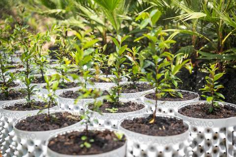 Espécies Cultivadas pela Sereno Paisagismo em seu Viveiro em Cabreúva São Paulo'