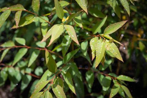 Espécies Cultivadas pela Sereno Paisagismo em seu Viveiro em Cabreúva São Paulo'