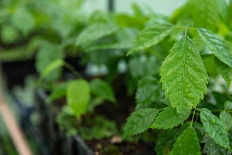 Espécies Cultivadas pela Sereno Paisagismo em seu Viveiro em Cabreúva São Paulo'