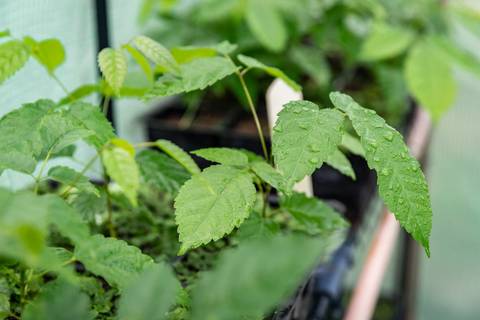 Espécies Cultivadas pela Sereno Paisagismo em seu Viveiro em Cabreúva São Paulo'