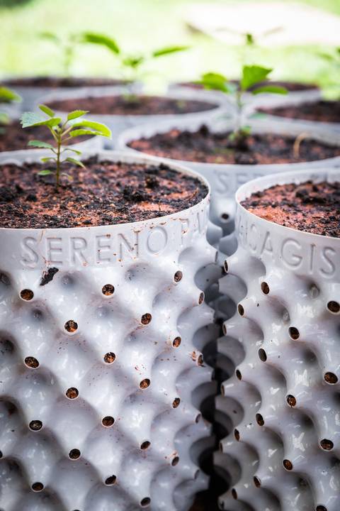 Espécies Cultivadas pela Sereno Paisagismo em seu Viveiro em Cabreúva São Paulo'
