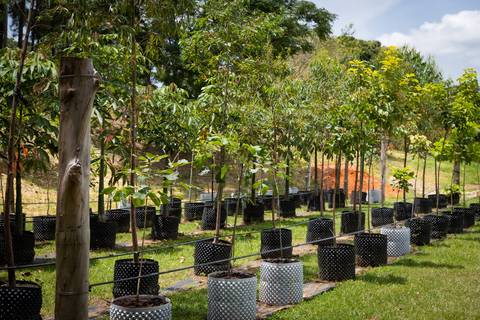 Espécies Cultivadas pela Sereno Paisagismo em seu Viveiro em Cabreúva São Paulo'