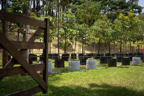 Espécies Cultivadas pela Sereno Paisagismo em seu Viveiro em Cabreúva São Paulo'
