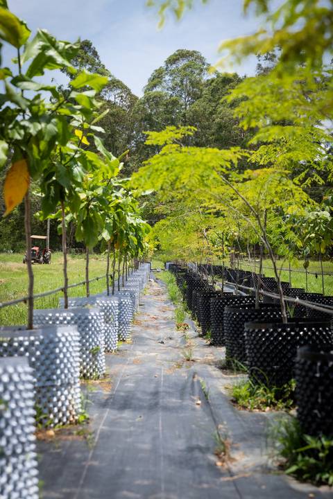 Espécies Cultivadas pela Sereno Paisagismo em seu Viveiro em Cabreúva São Paulo'