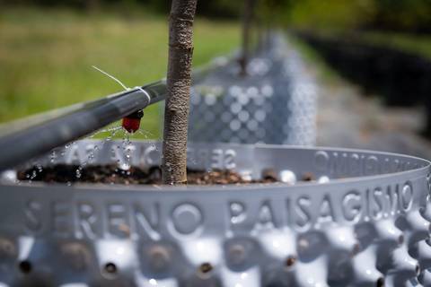 Espécies Cultivadas pela Sereno Paisagismo em seu Viveiro em Cabreúva São Paulo'