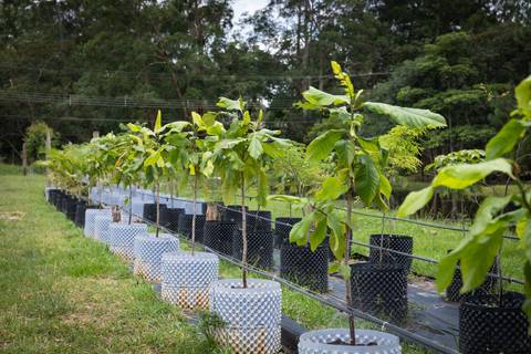 Espécies Cultivadas pela Sereno Paisagismo em seu Viveiro em Cabreúva São Paulo'
