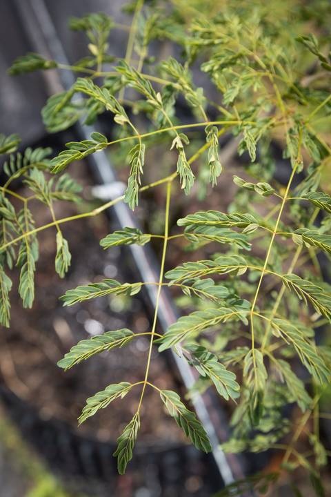 Espécies Cultivadas pela Sereno Paisagismo em seu Viveiro em Cabreúva São Paulo'