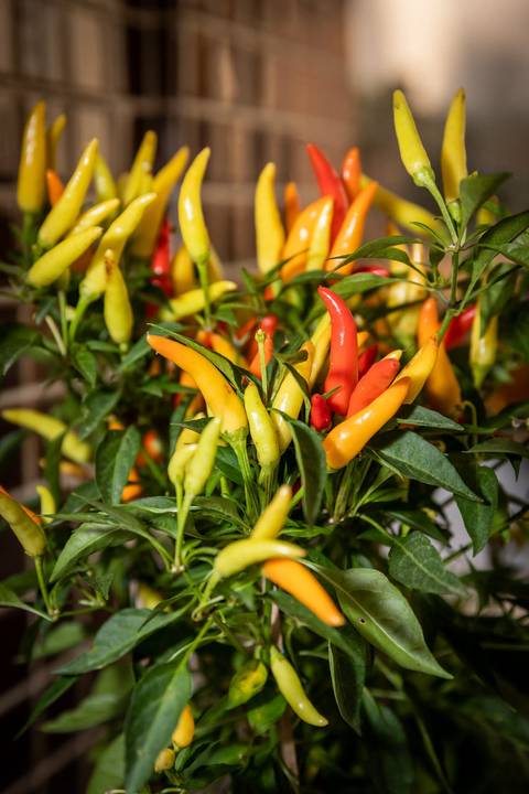 Chá de bebê. Detalhe da decoração. Pimentas'