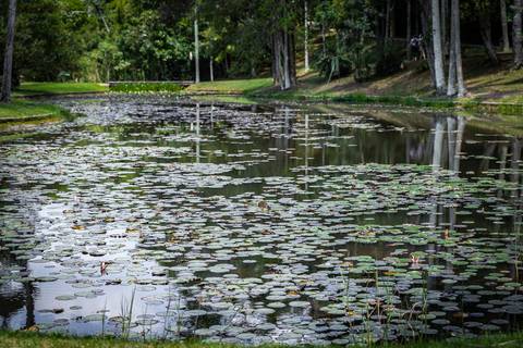 lago com vitórias régias no Jardim Botânico de São Paulo'