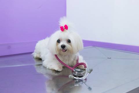 foto-clinica-veterinaria-recanto-animal-petshop'