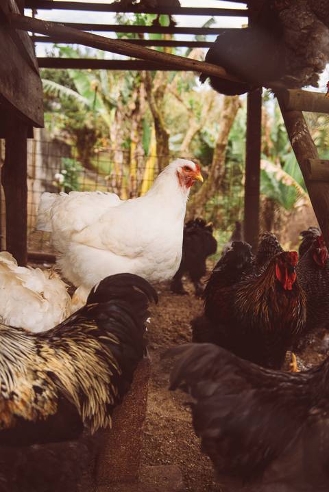 sitio Primavera em São José dos Campos.'