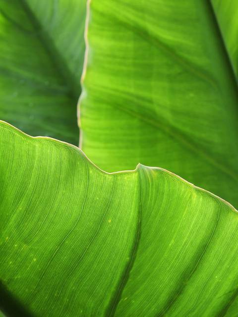 verde , foto menção honrosa na Bienal'