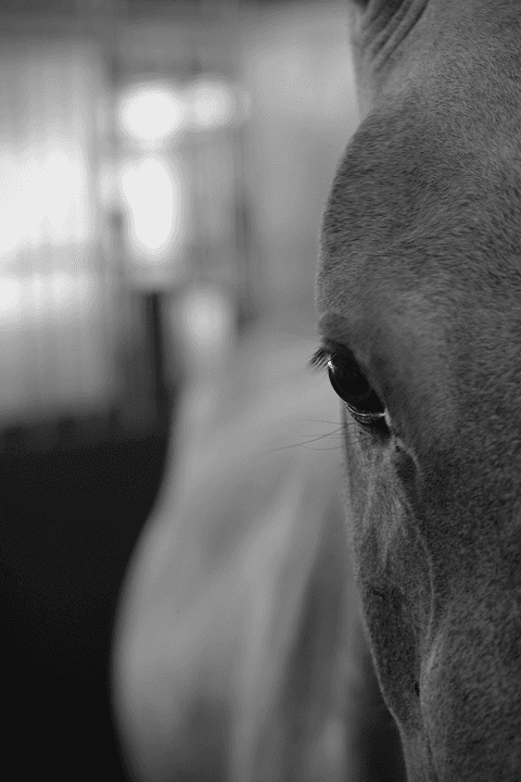 black and white horse'