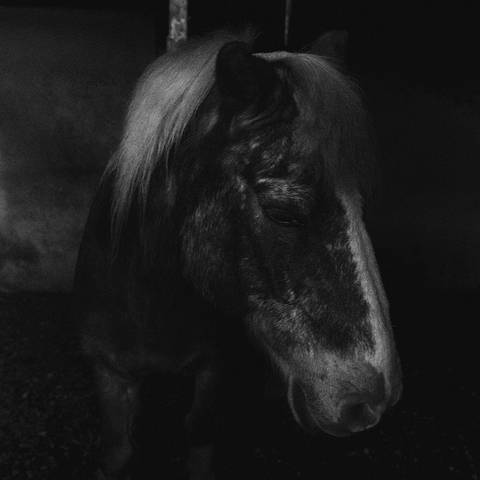 cavalo para cavalgar'