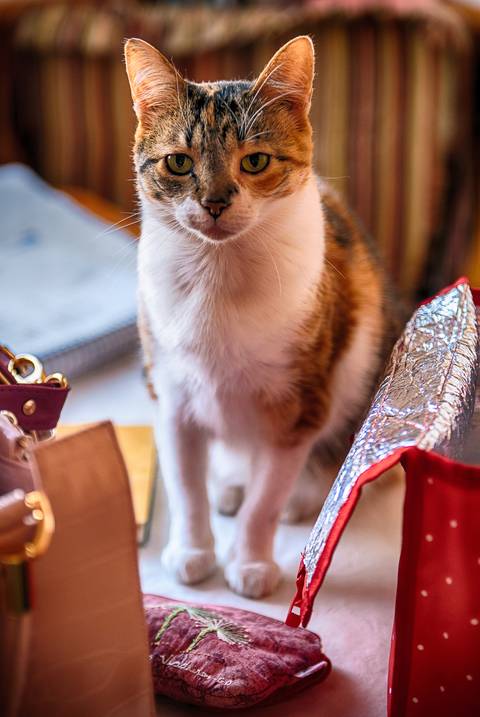 Gato da família posando para foto'