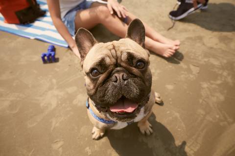 ensaio gestante praia Guaraú Peruibe ensaio família com cachorro na praia'