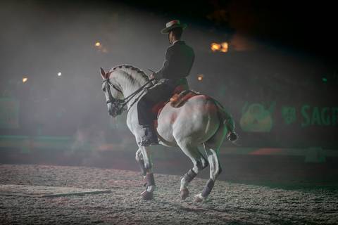 carrossel cavalos Golega piaffe/carloshernani/photography/golega '