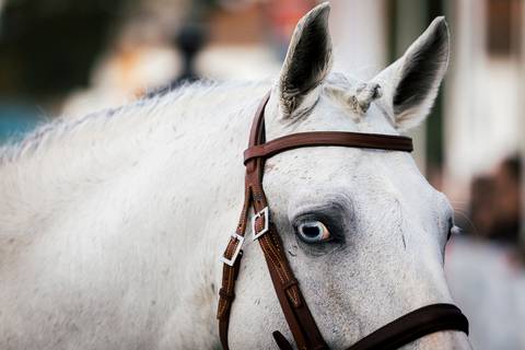 andamentos cavalos Golega olho-azul/carloshernani/photography/golega'