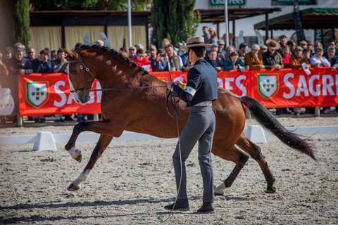 andamentos cavalos Golega/carloshernani/photography/golega '