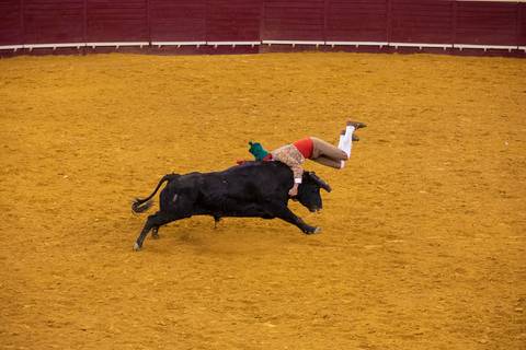 pega_caras_tourada/carloshernaniphotography/lusitanoworld'