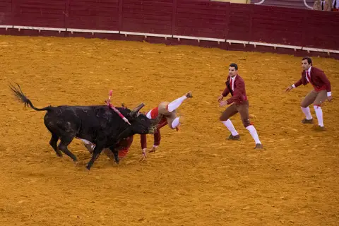 forcados/carloshernaniphotography/lusitanoworld'