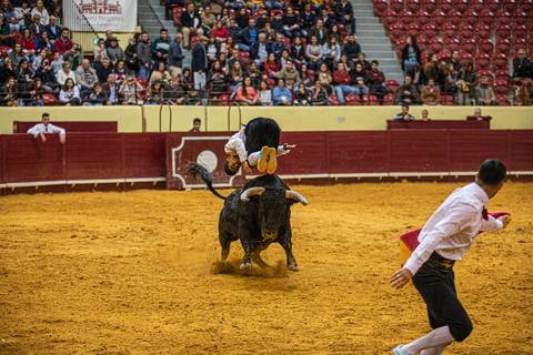 toiro_bravo_tourada/carloshernaniphotography/lusitanoworld'