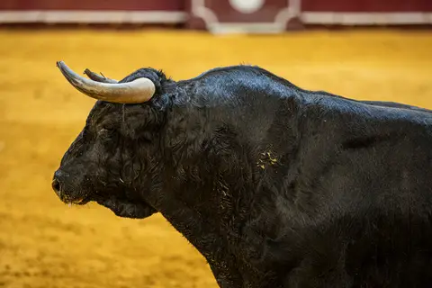 touro bravo/carloshernaniphotography/lusitanoworld'