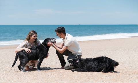 Sessão de casal na praia com animais '