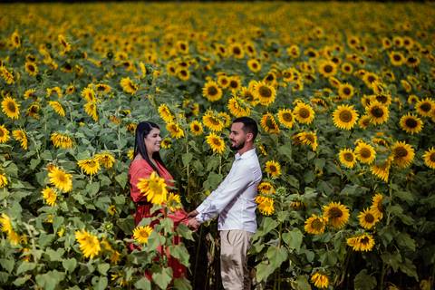 ensaio casal macena flores holambra pre wedding lindo plantação girasol casal mãos dadas '