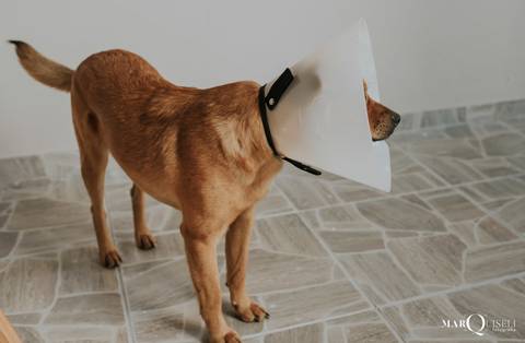 #casamento #wedding #noiva #noivos #voucasar #inspiracao #fotosdecasal #noivei #prewedding #fotodecasamento #sounoiva #noivos2021 #inspiracaodecasamento #precasamento #ensaio #ensaiodecasal #esession'