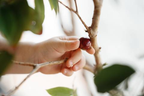 detalhe dos dedos de um bebê pegando uma jabuticaba na árvore; Joao-Francisco-Fotografia; Familia; Niteroi; Rio de Janeiro; Acompanhamento; life-style;'