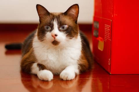 '