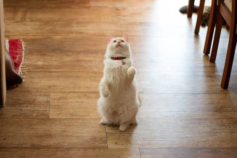 '