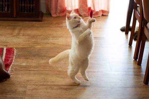 '