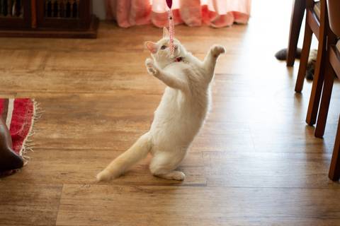 '