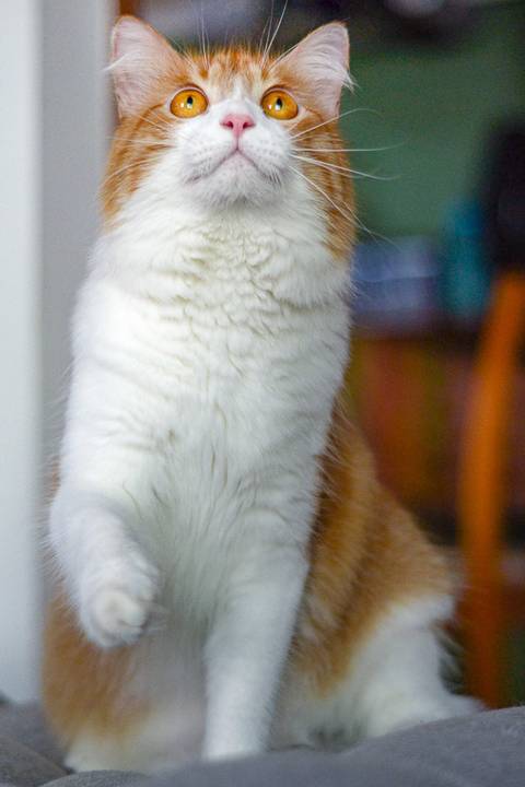 '