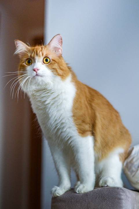 '