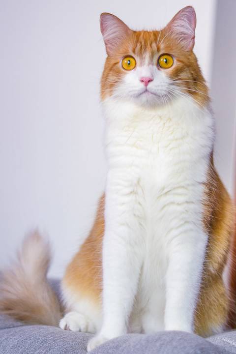 '