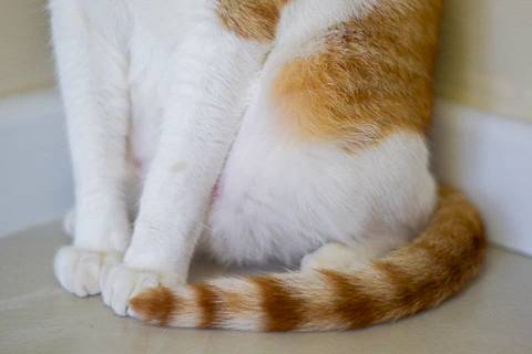 '