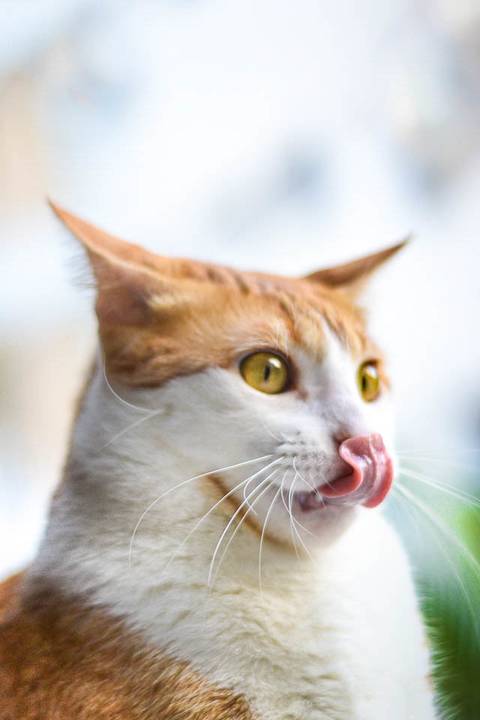 '