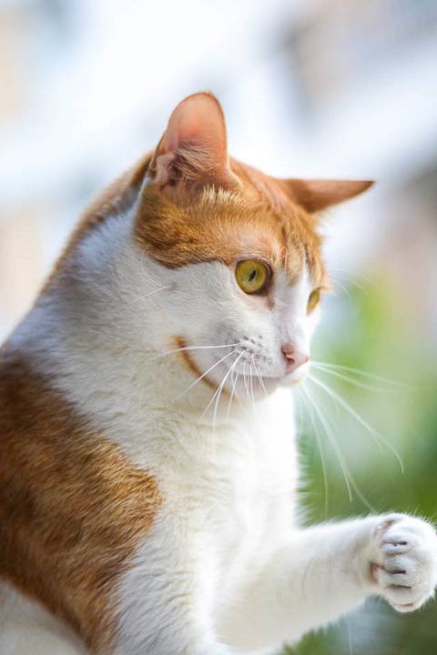 '