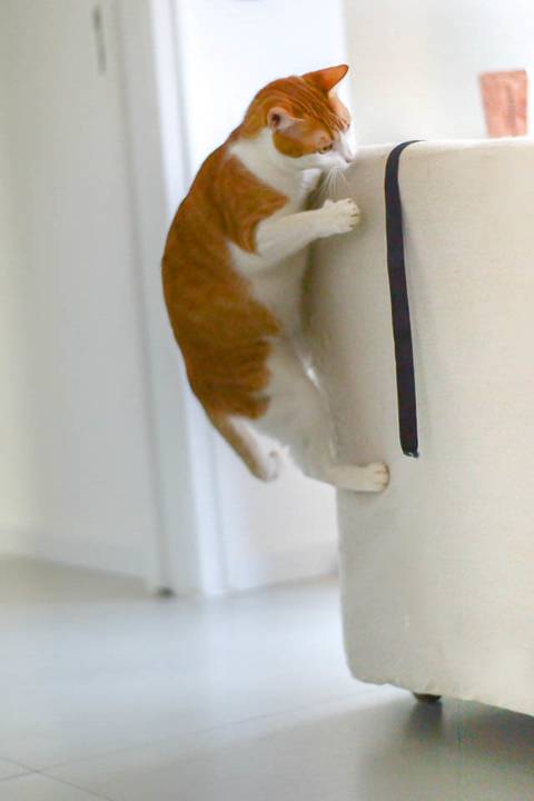 '