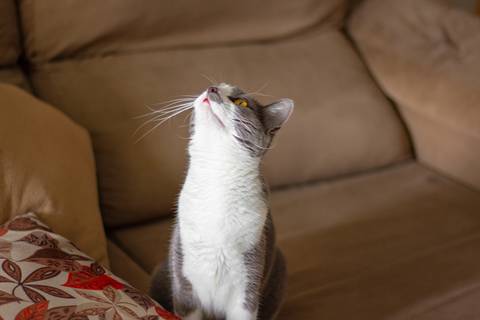 '
